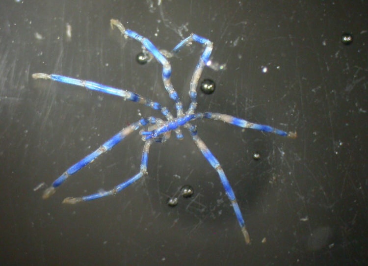 Kills Morgellons Viruses