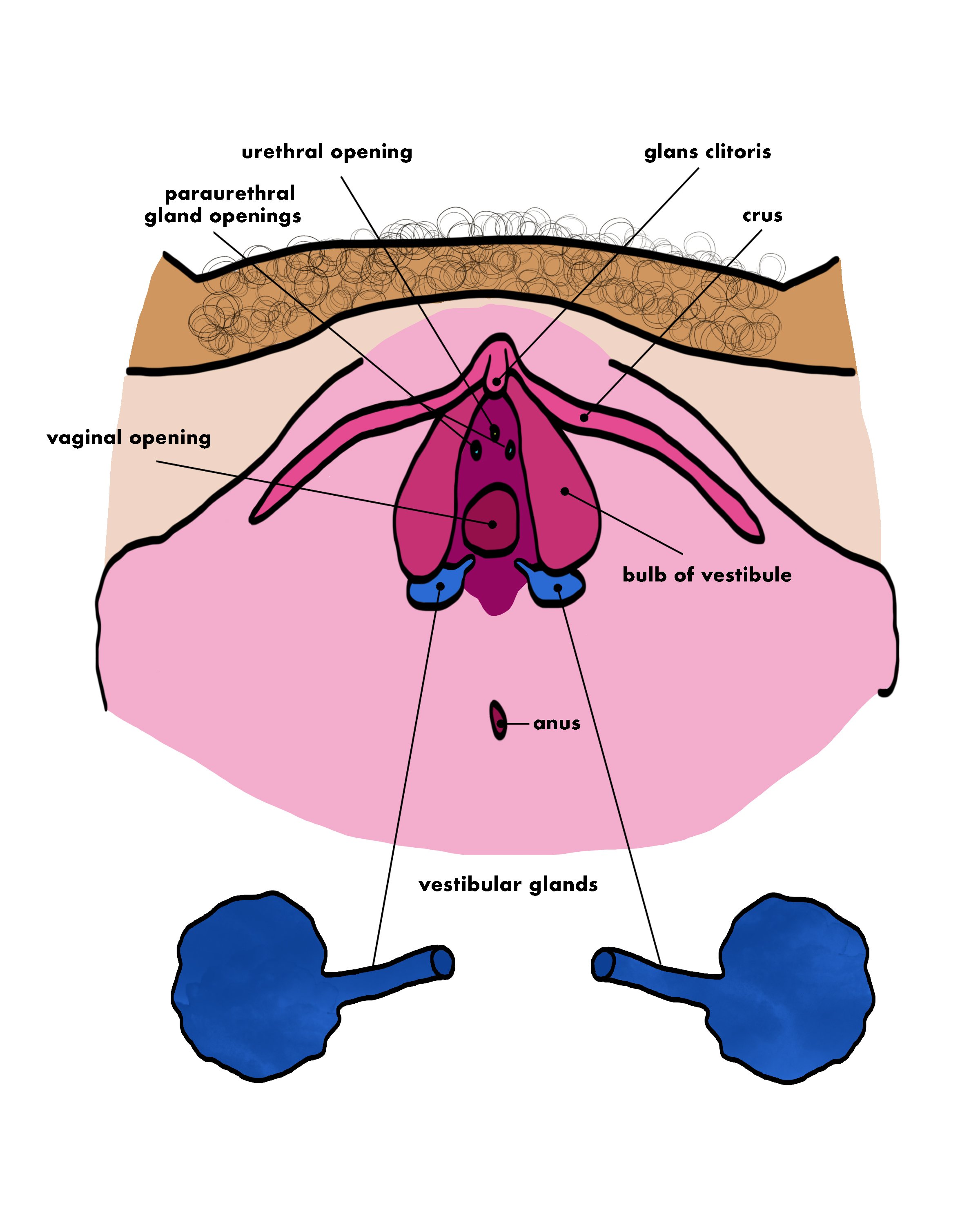 VestibularglandsandVulva